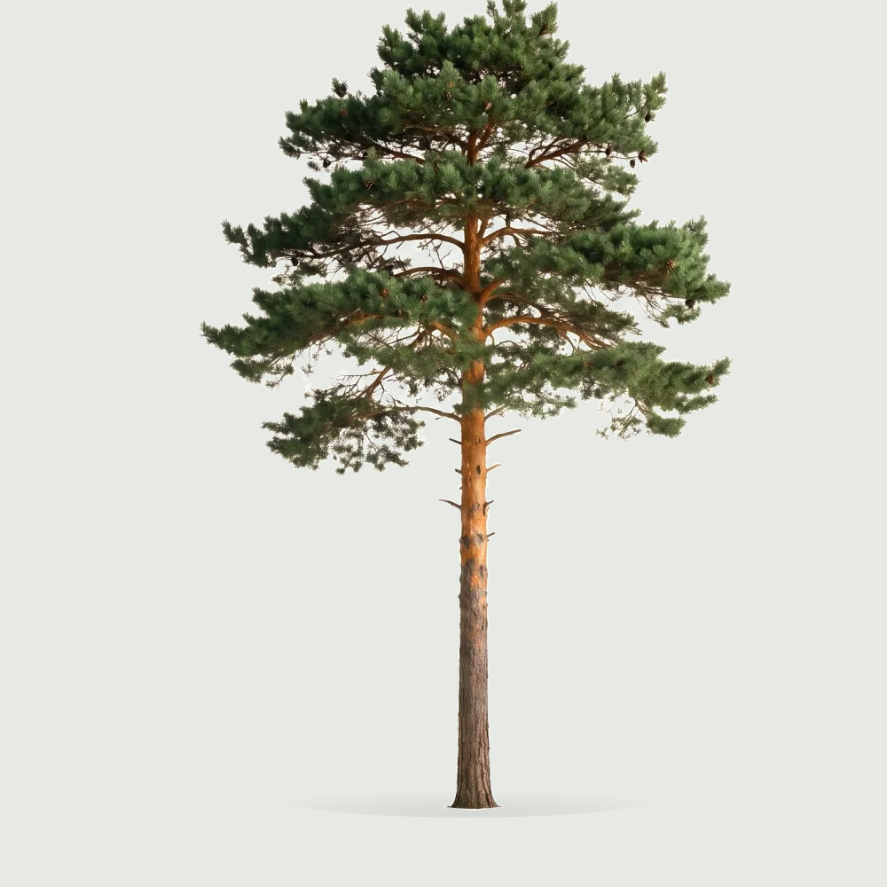 Tree #00994
