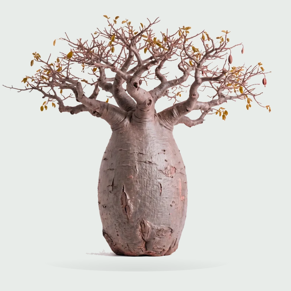 Tree #00997