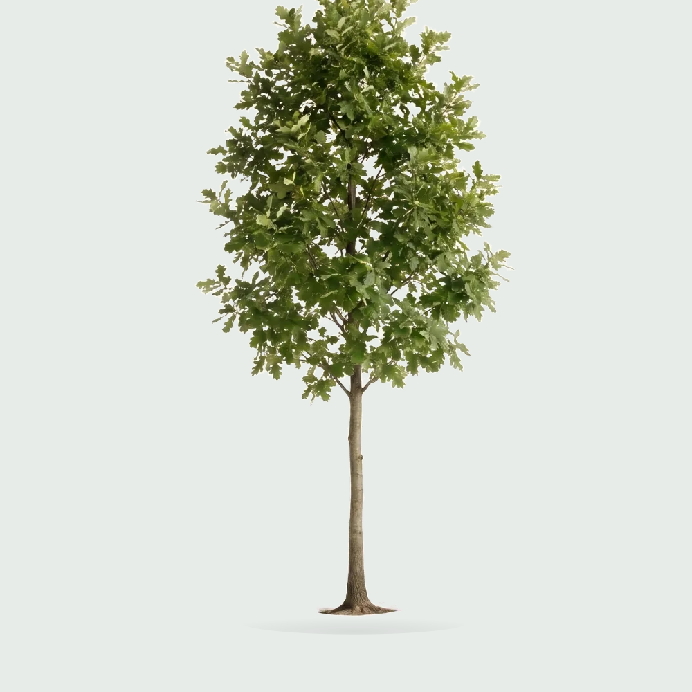 Tree #00998