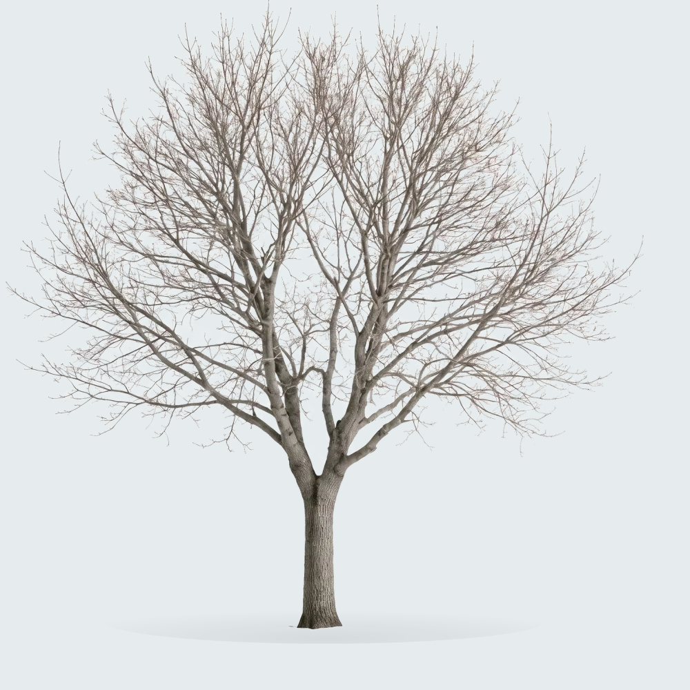 Tree #00999